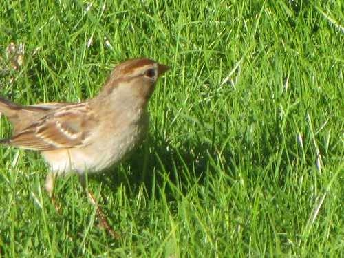 chipping sparrow-1