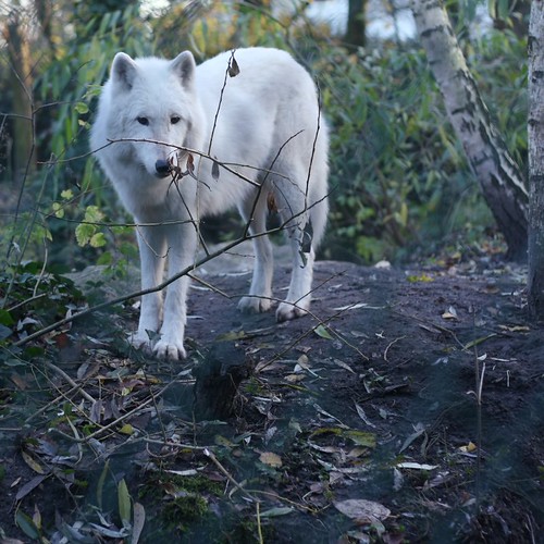 i want a pet wolf