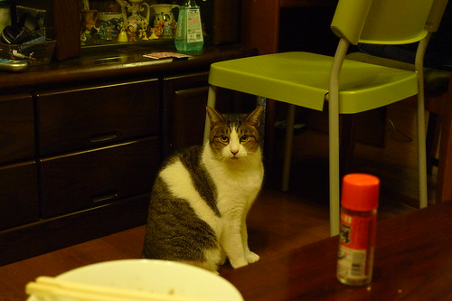 Maiko's cat, Oliver