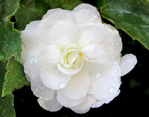 White Begonia by janruss.