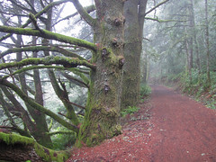foggy trails