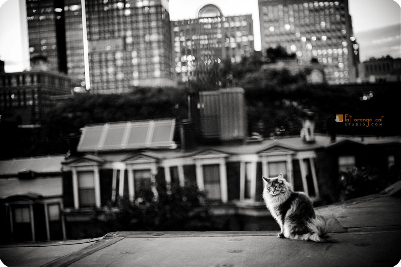 Bella on the roof