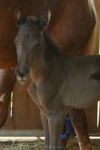 New baby horse