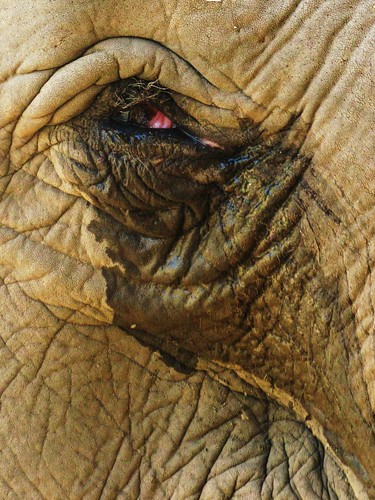 Jokia's blinded eye - Elephant Nature Park