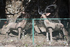 Fenced Wildlife