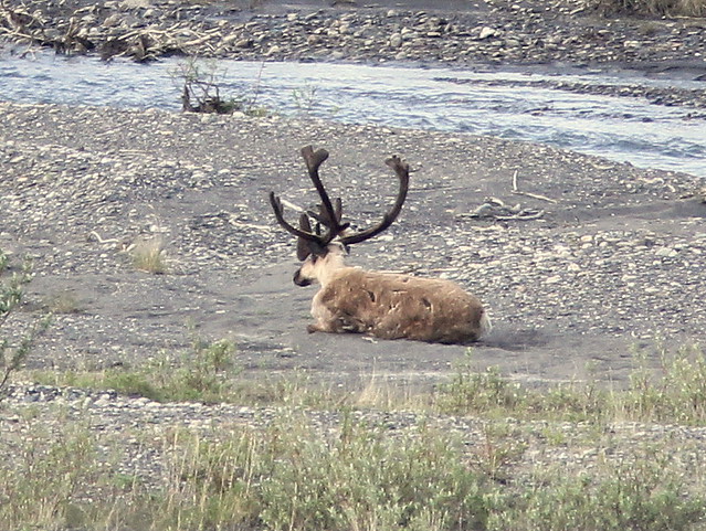 Caribou 20110619