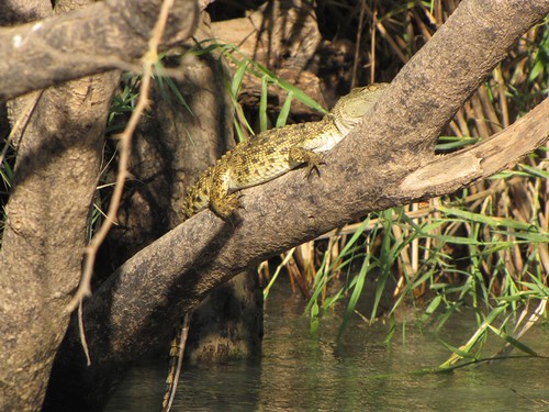Crocodile Safari