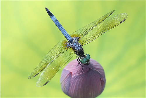 Close up of a dragonfly on a Lotus Flower Bud - IMG_7149-1000