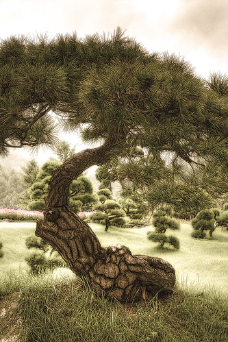 Albero Zen - Zen Tree - copyleft by Dino Olivieri