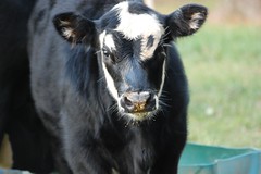 Young steer