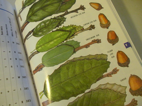 elm tree identification guide. oaks in field guide