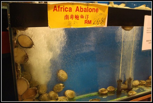 Africa Abalone