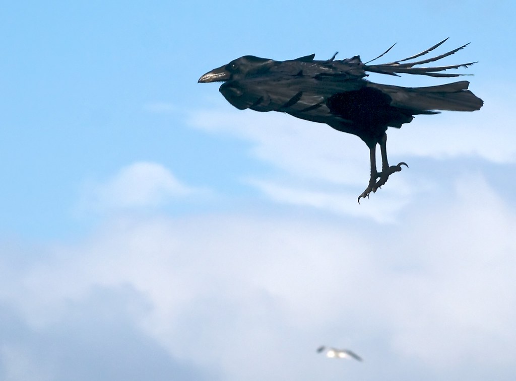 Common Raven in Headwind