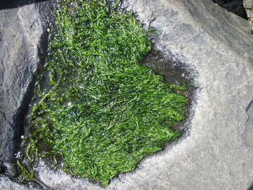 Wet Sea Grass...