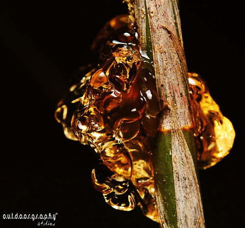 Nature's Amber (by Sir Mart™ [Man. Utd. Asia Tour])