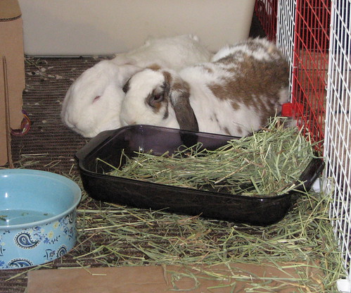 messy bunny eaters