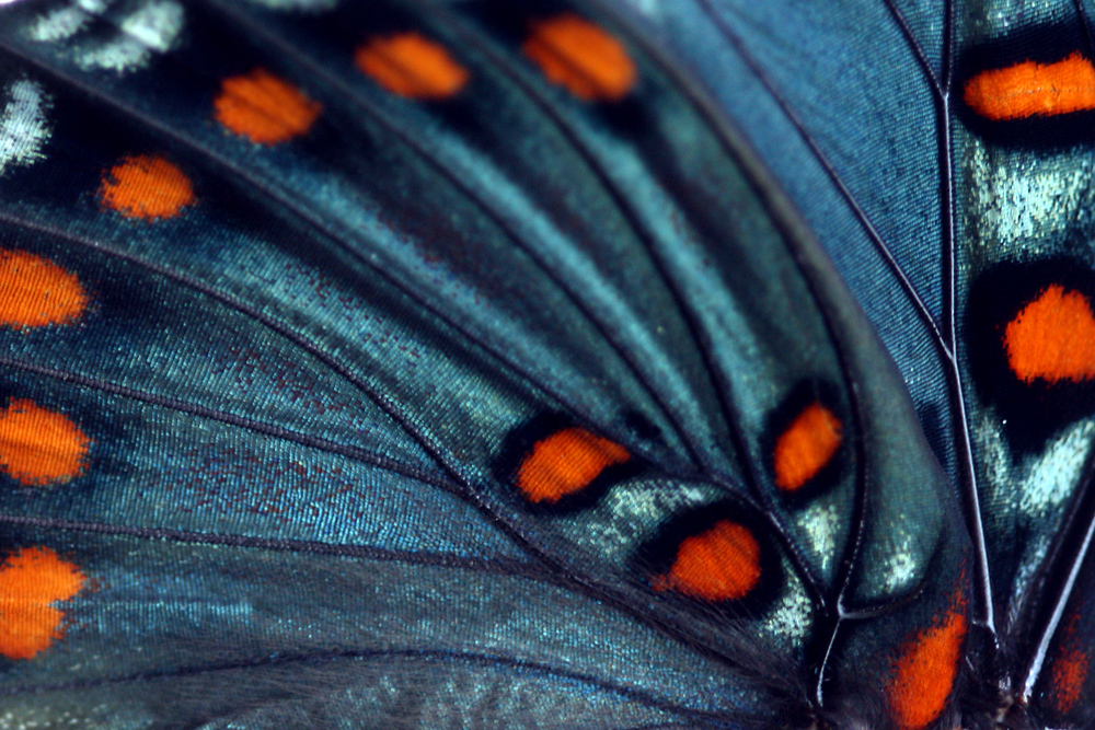 Butterfly Wing