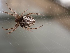 cross spider / Kreuzspinne