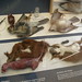 Animals prepared for taxidermy