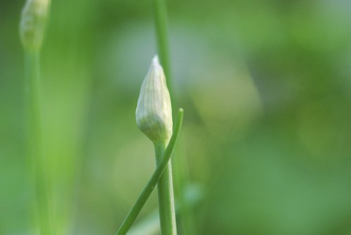 Green Onion Flower