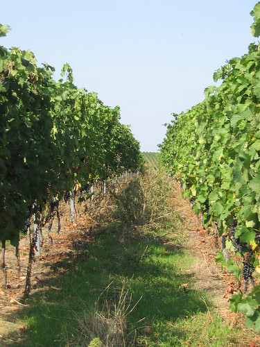 row of grapes