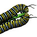Caterpillar love