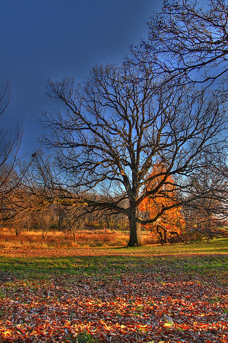Bur Oak at Morton Arboretum