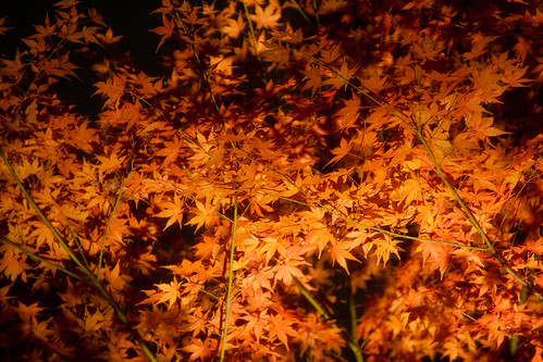Rokugien Autumn Lightup-1