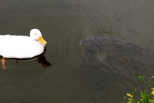 Beware Duck, Carp are HUGE