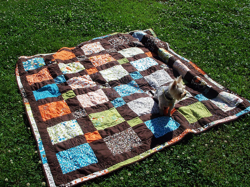 Quilt! And the dog.