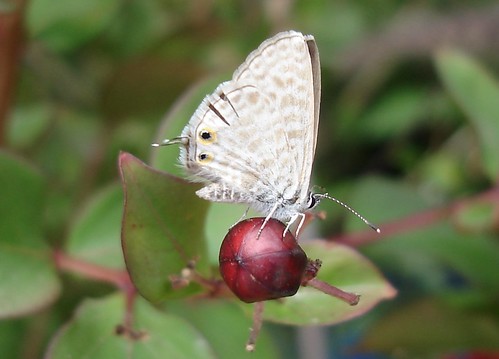 Moth on berry, close up