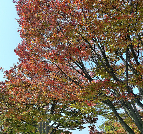 Autumn Leaves in Tennoji Park