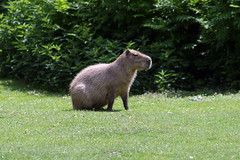 Capybara - Südamerikanisches Wasserschwein