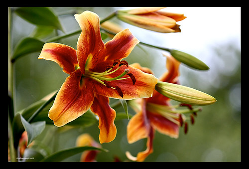 Hybrid Oriental/trumpet lily in my garden by you.