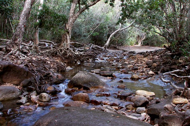 Cypress Pine Creek in Hinchinbrook island