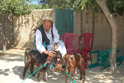 In Afghanistan, Goats Provide Livelihood for Landmine Survivors and More