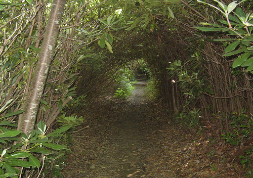 Rhododendron tunnel