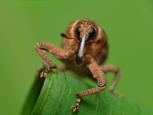Weevil by Rundstedt B. Rovillos