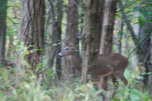 Shenandoah Deer