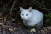 ブルーアイズホワイト猫