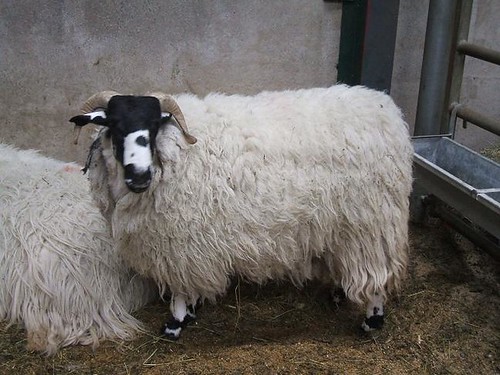 Kendal Rough Fell sheep