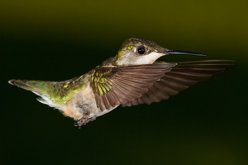 Ruby-throated hummingbird, Copyright Jason Paluck