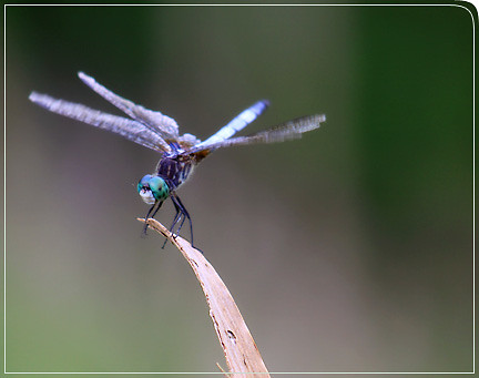 dragonfly_cominginforlanding04