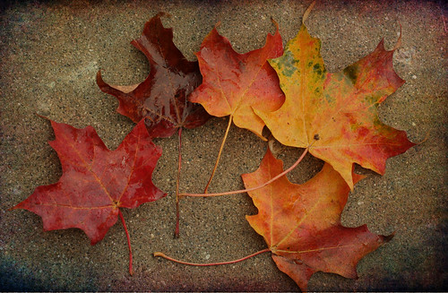 fall leaves1