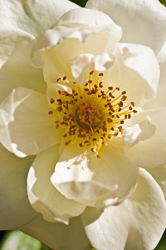 beautiful white rose flowers. Beautiful White Rose Flower. Enjoy our eautiful selection of free flower