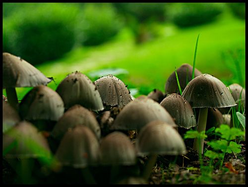 Fall & mushrooms