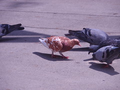 mutant pigeon