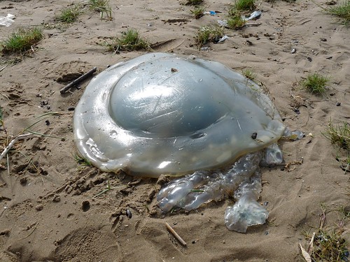 11296 - Barrel Jellyfish at Whiteford Sands