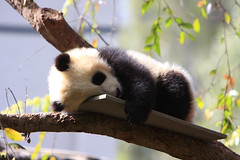 Baby Panda Bear Cub - San Diego Zoo
