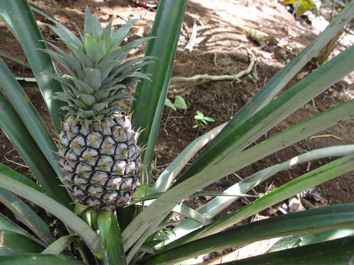 a fresh fucken pineapple!